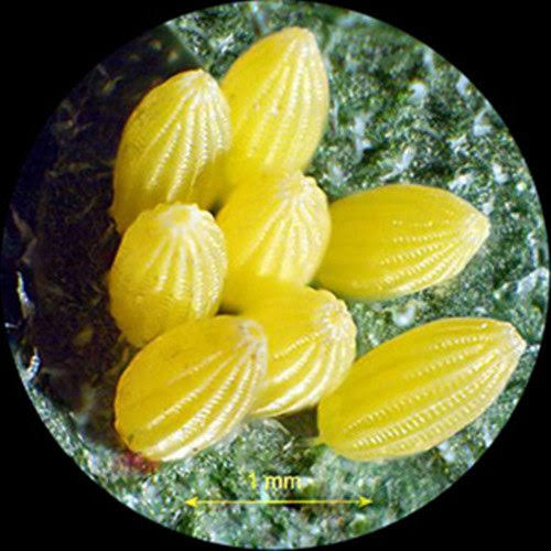 Portable Binocular Stereo Microscope, 20X and 40x Magnification K919353